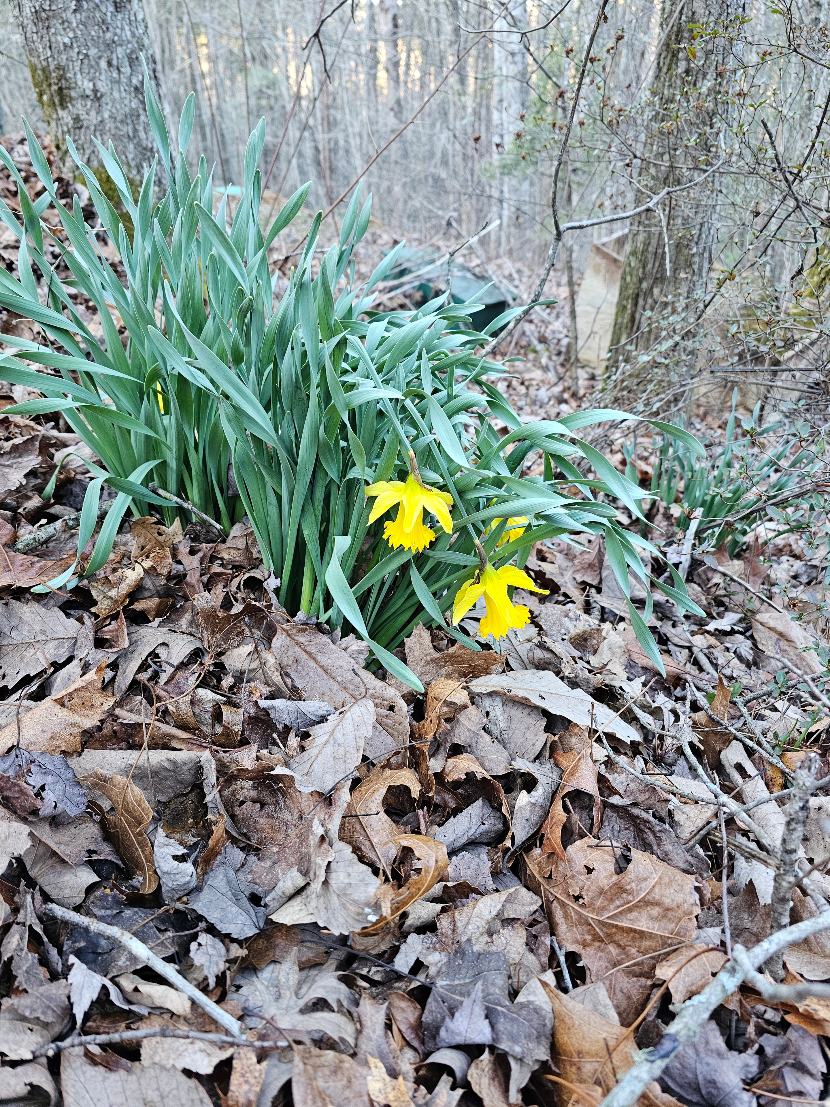 Yellow daffodils blooming on the forest floor
