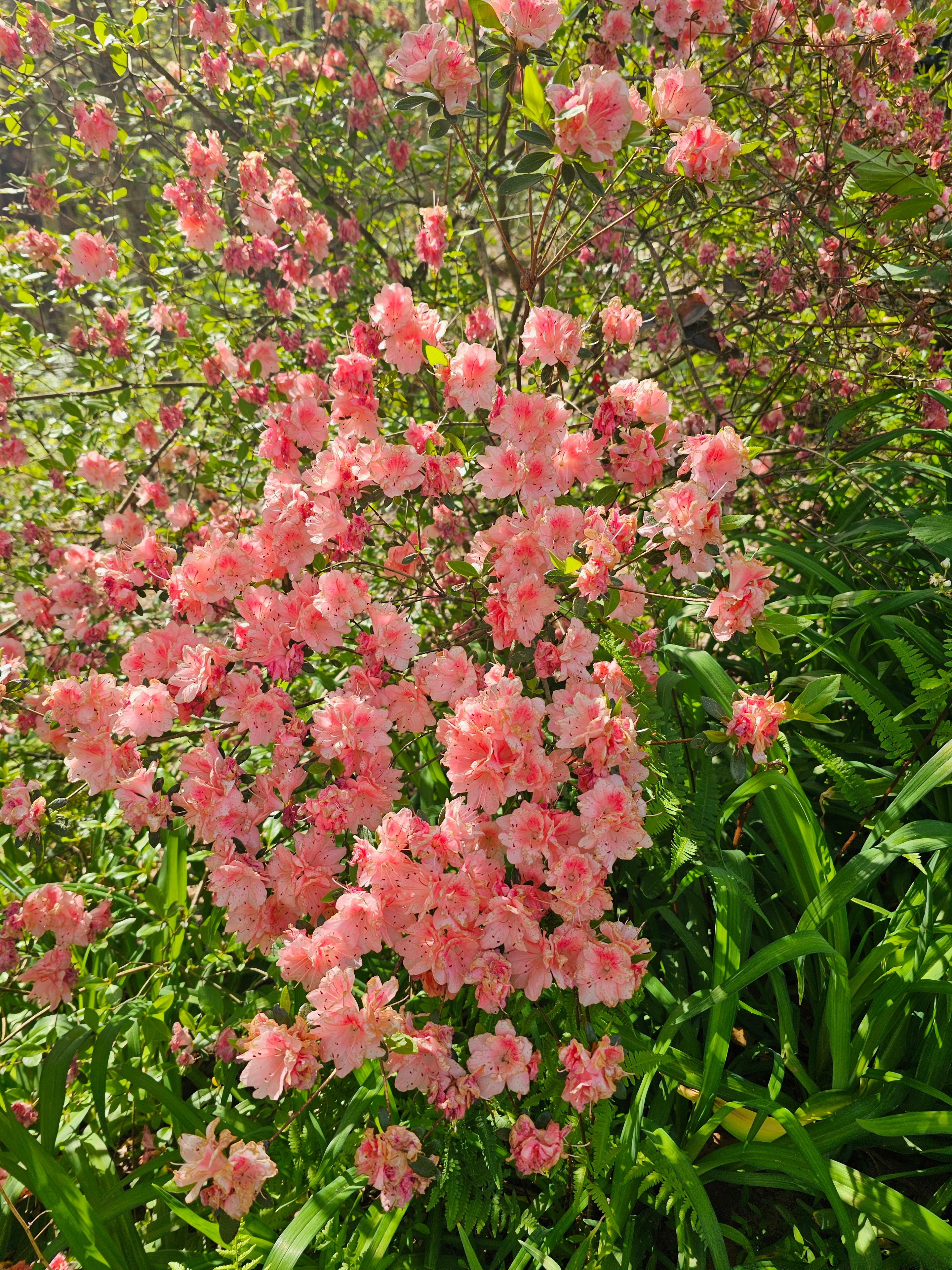 Pink azalea bush blooming in sunlight