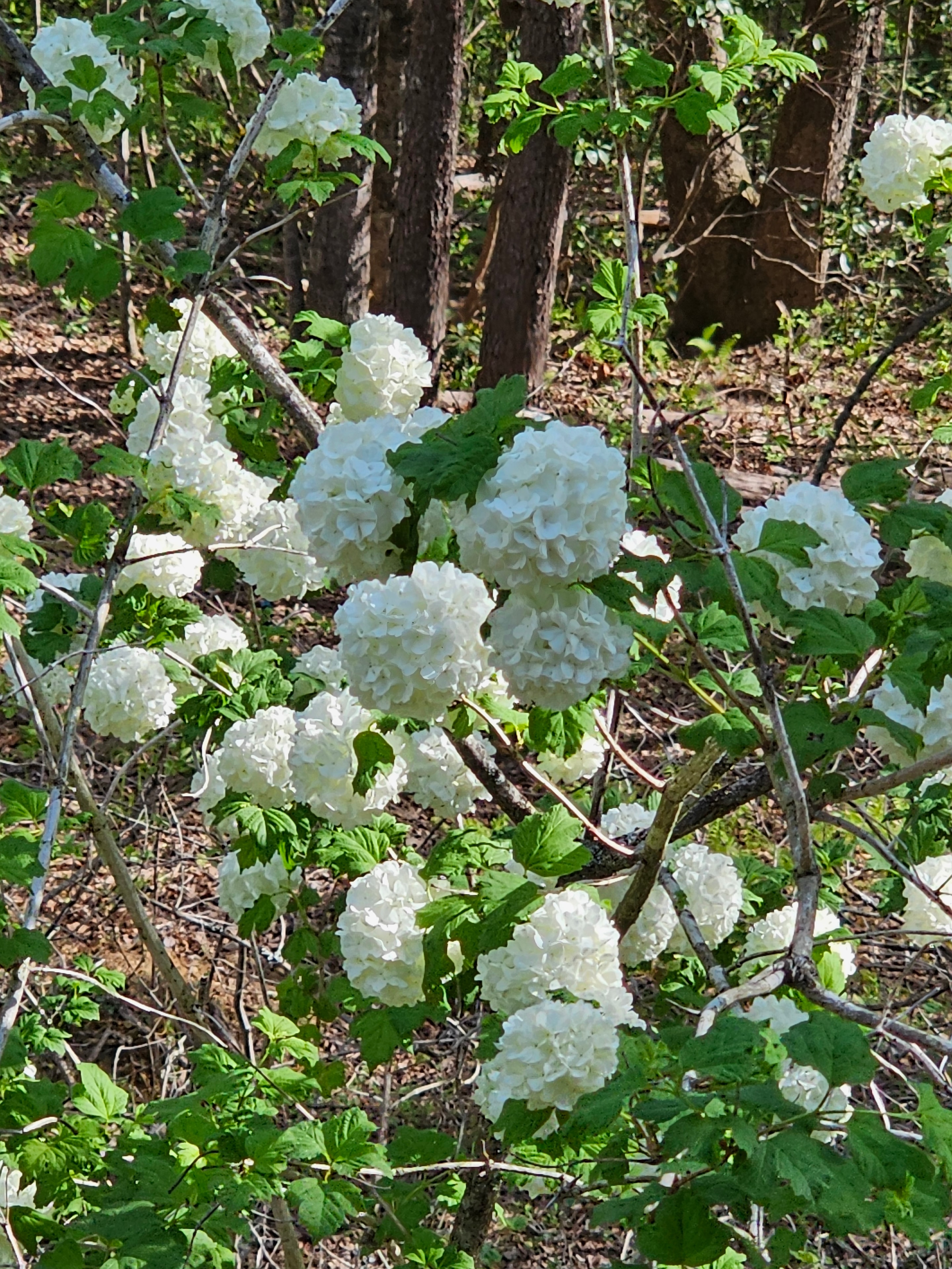 White oakleaf hydrangea in the forest