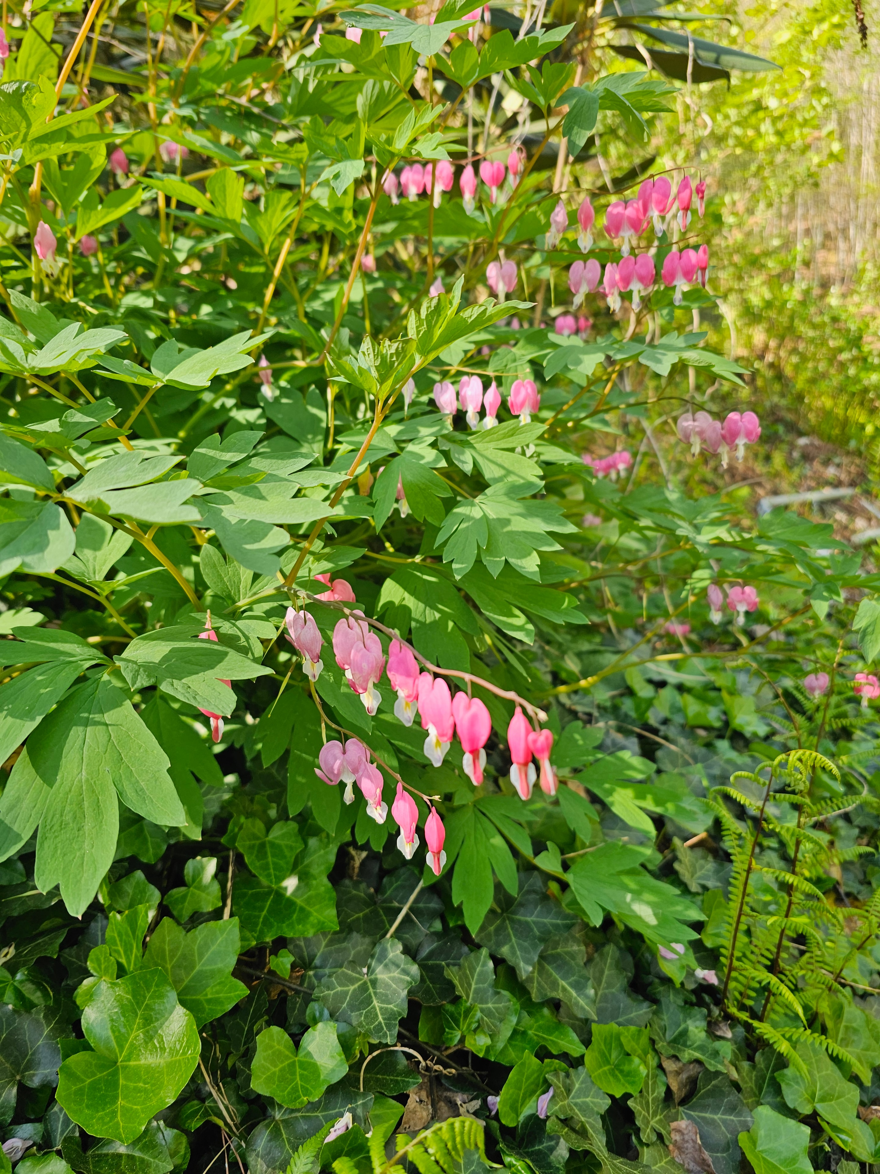 Pink bleeding heart flowers at BLK147