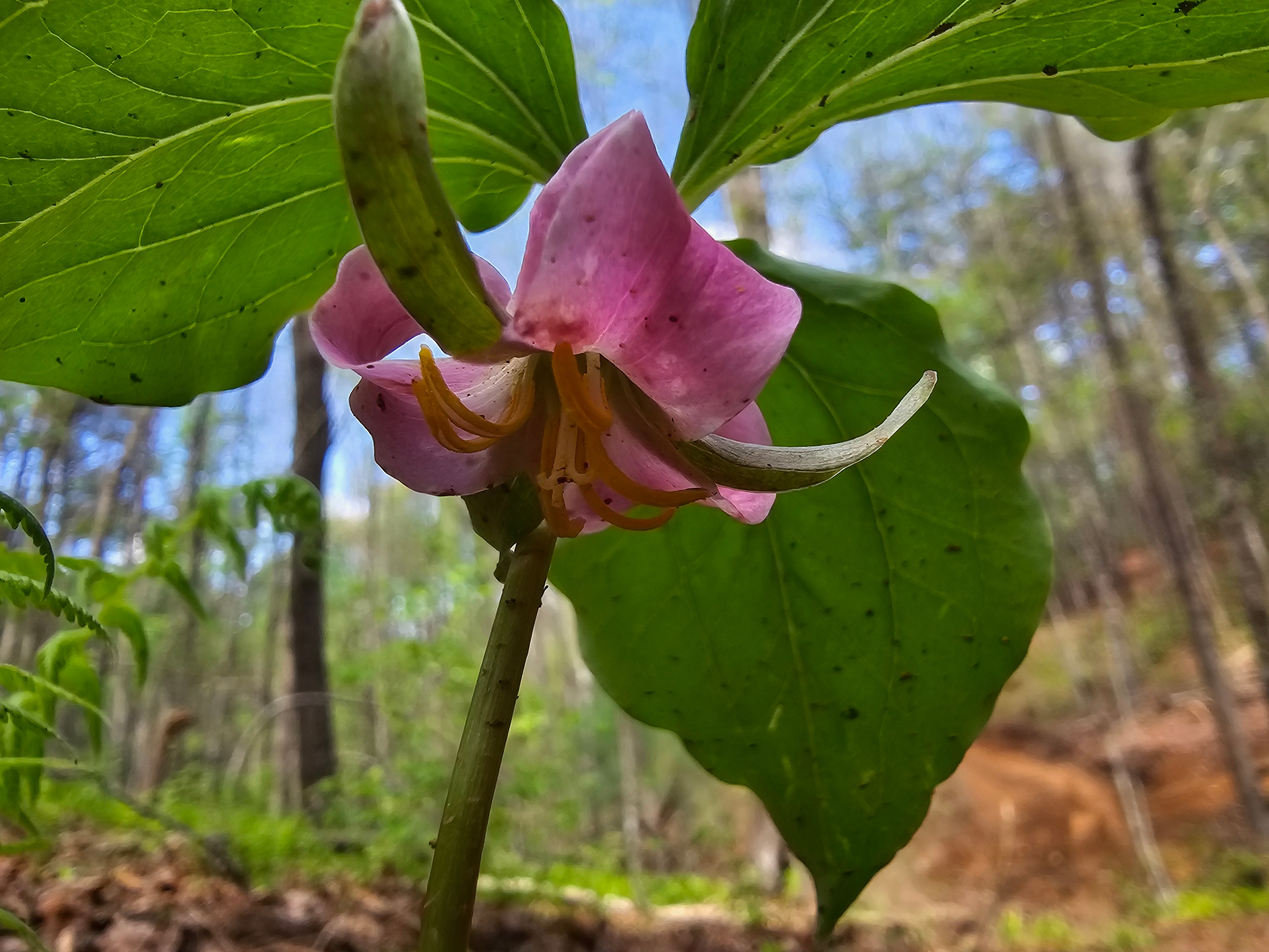 Pink orchid with green leaves in the forest