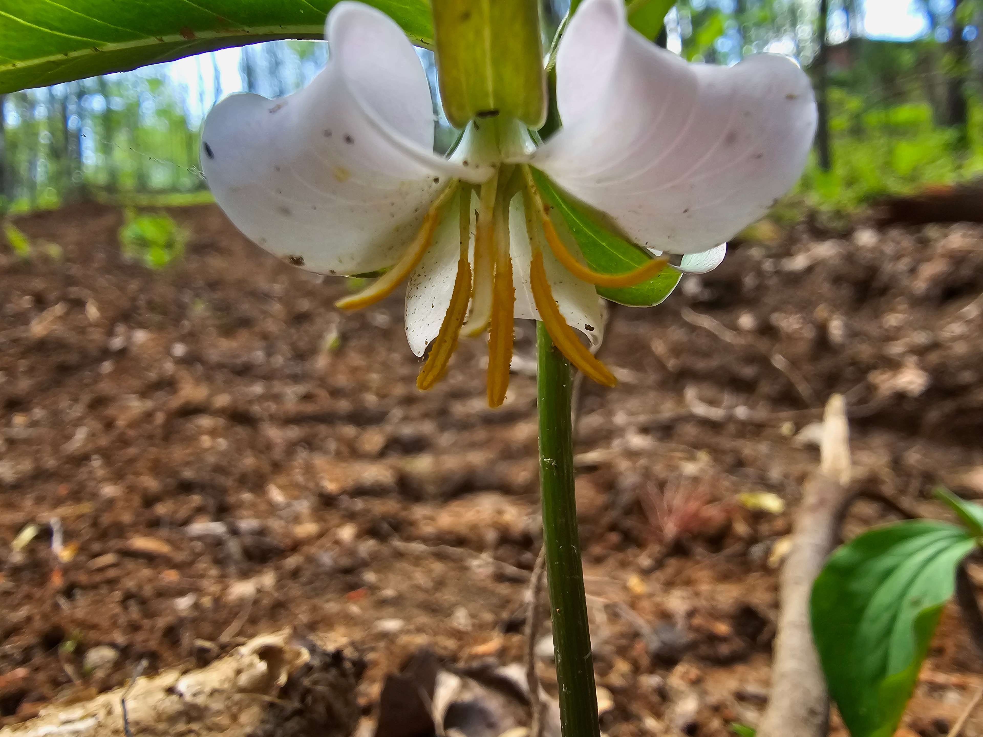White lily flower with yellow stamens