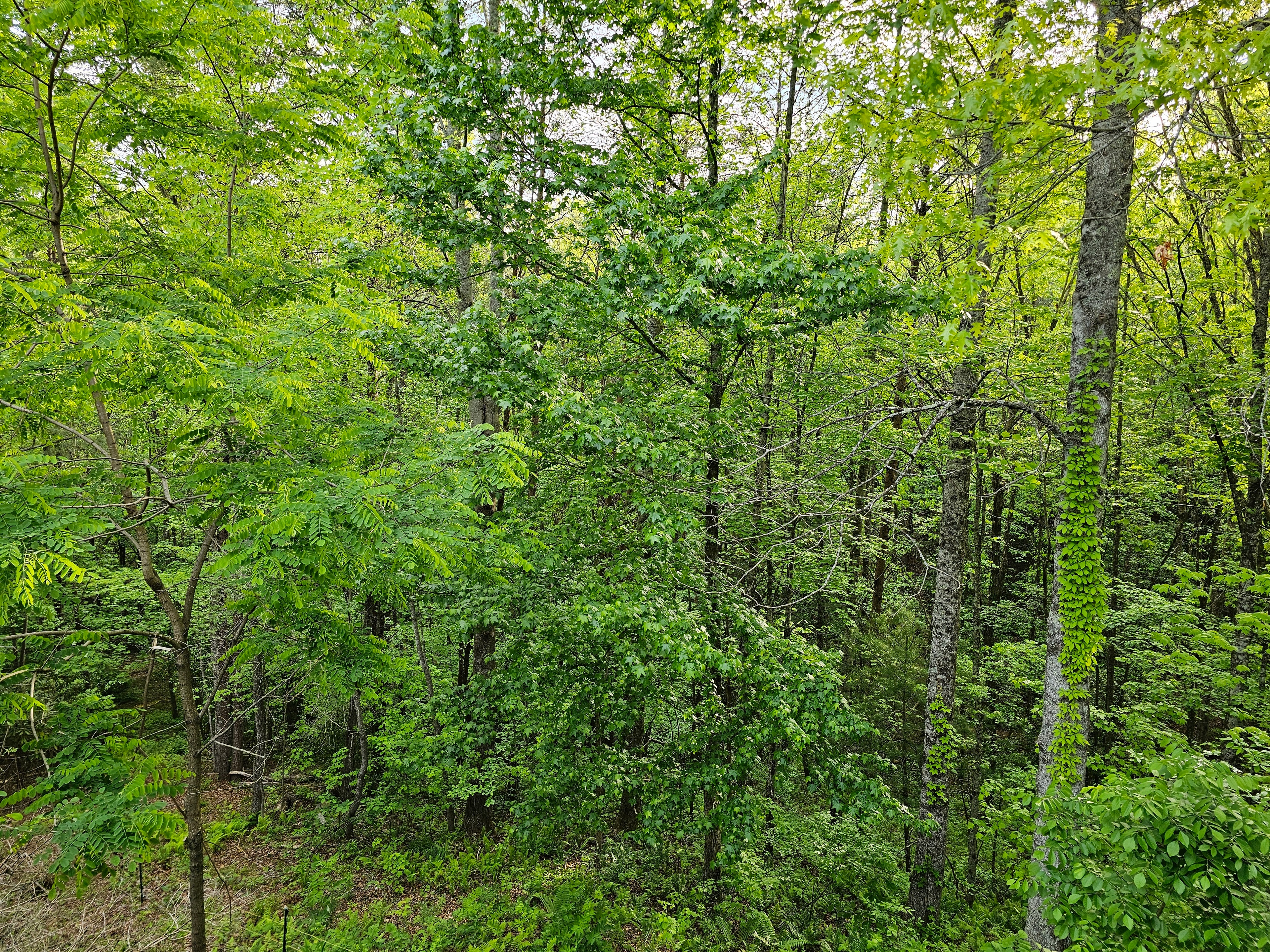 Dense green forest canopy in spring