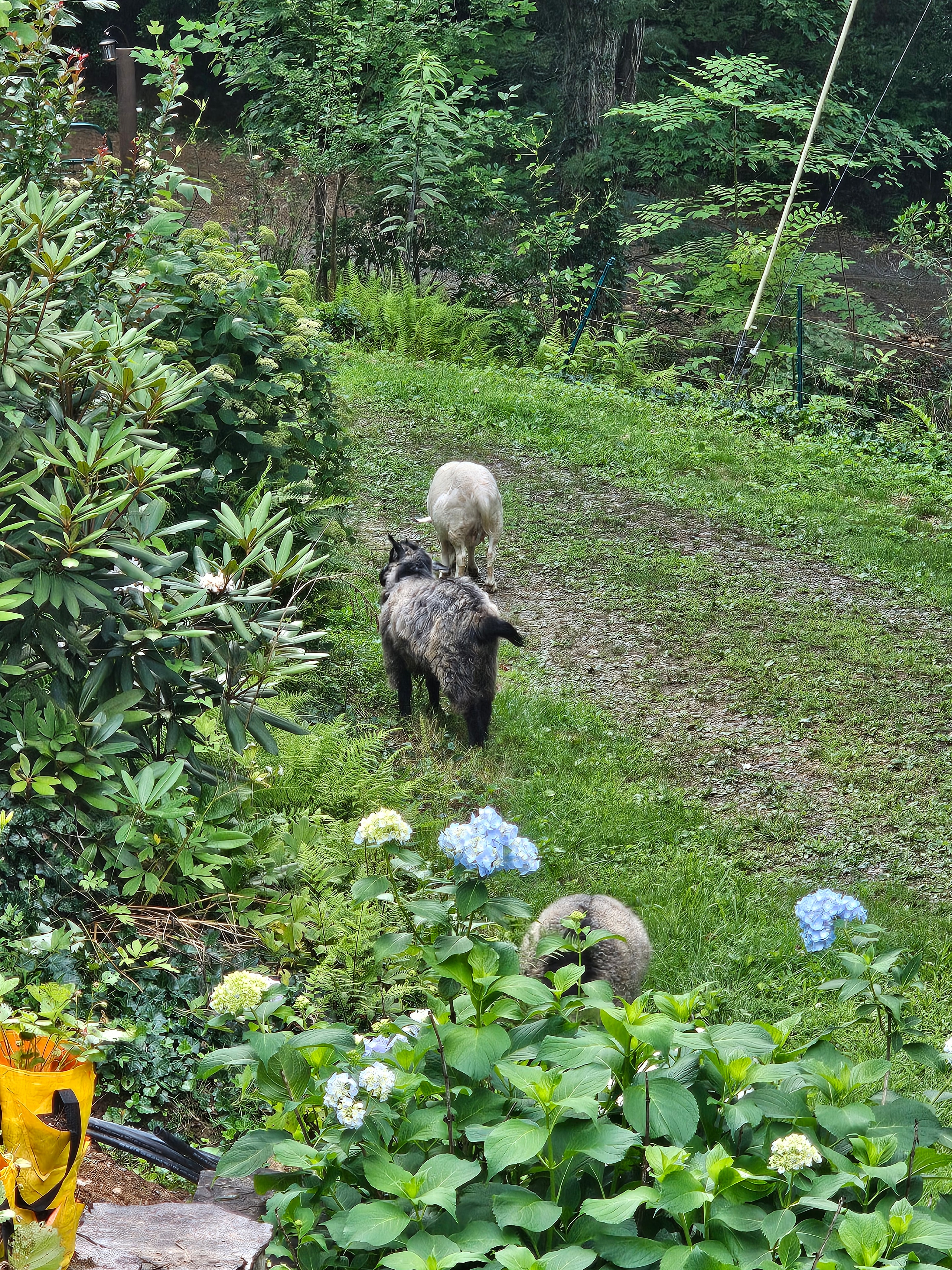 Goats exploring the garden path at BLK147