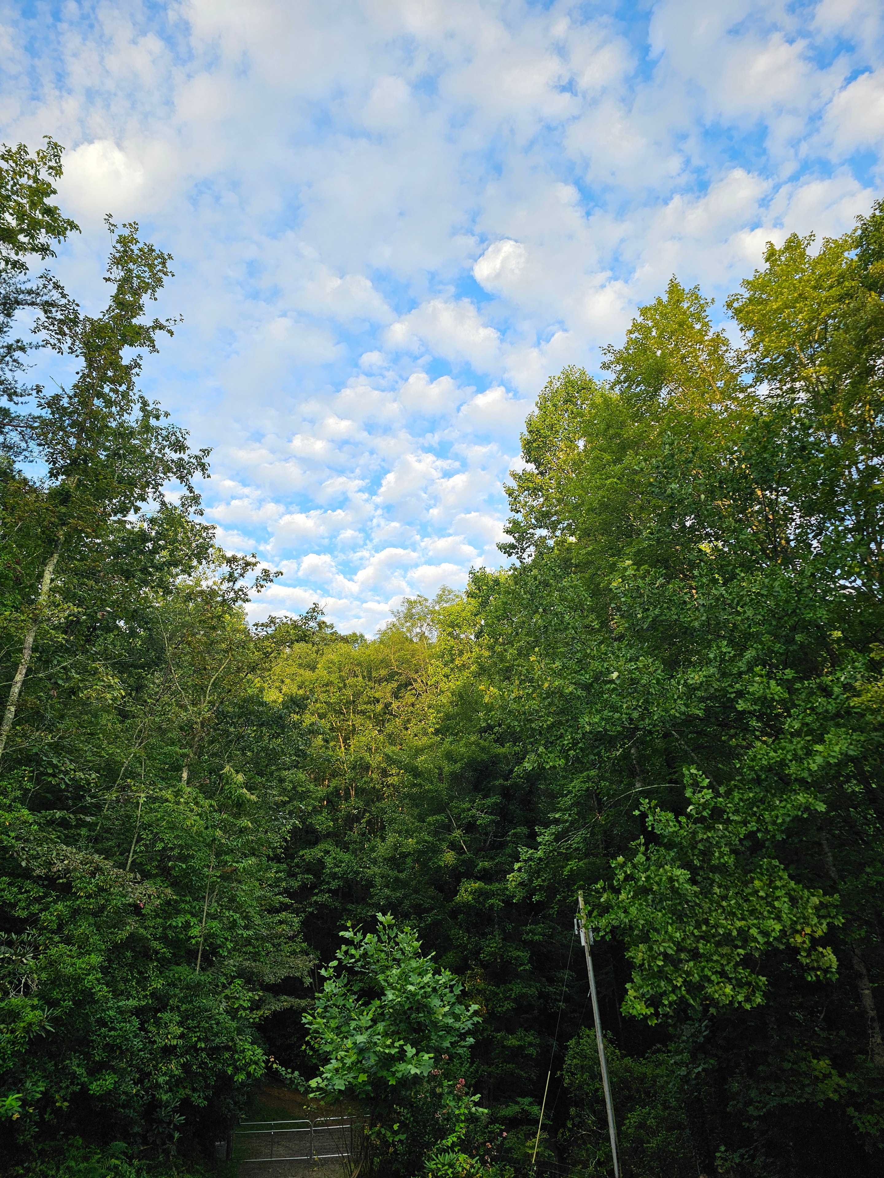 Dense forest canopy and blue sky