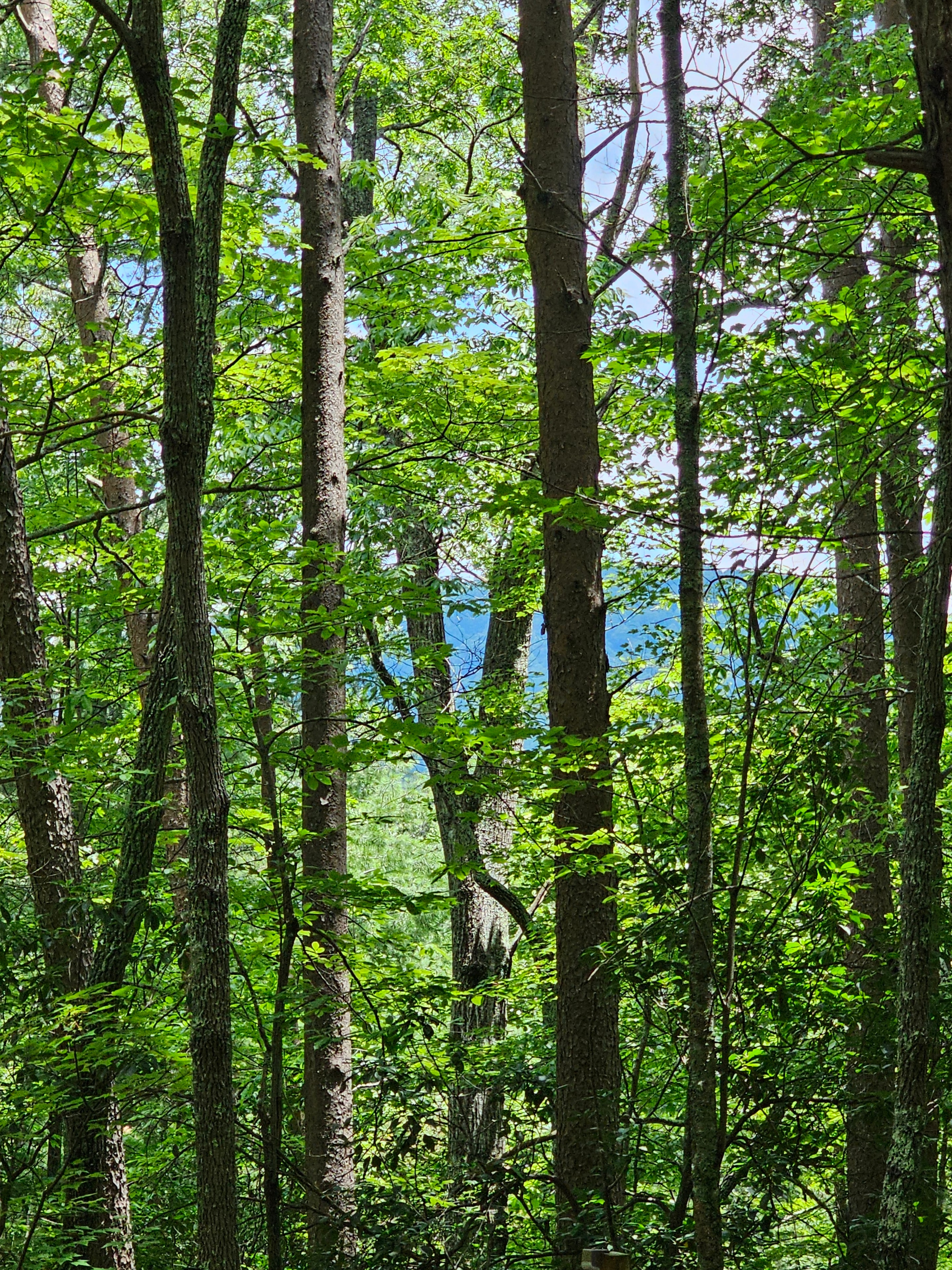 Forest lake view through the trees at BLK147