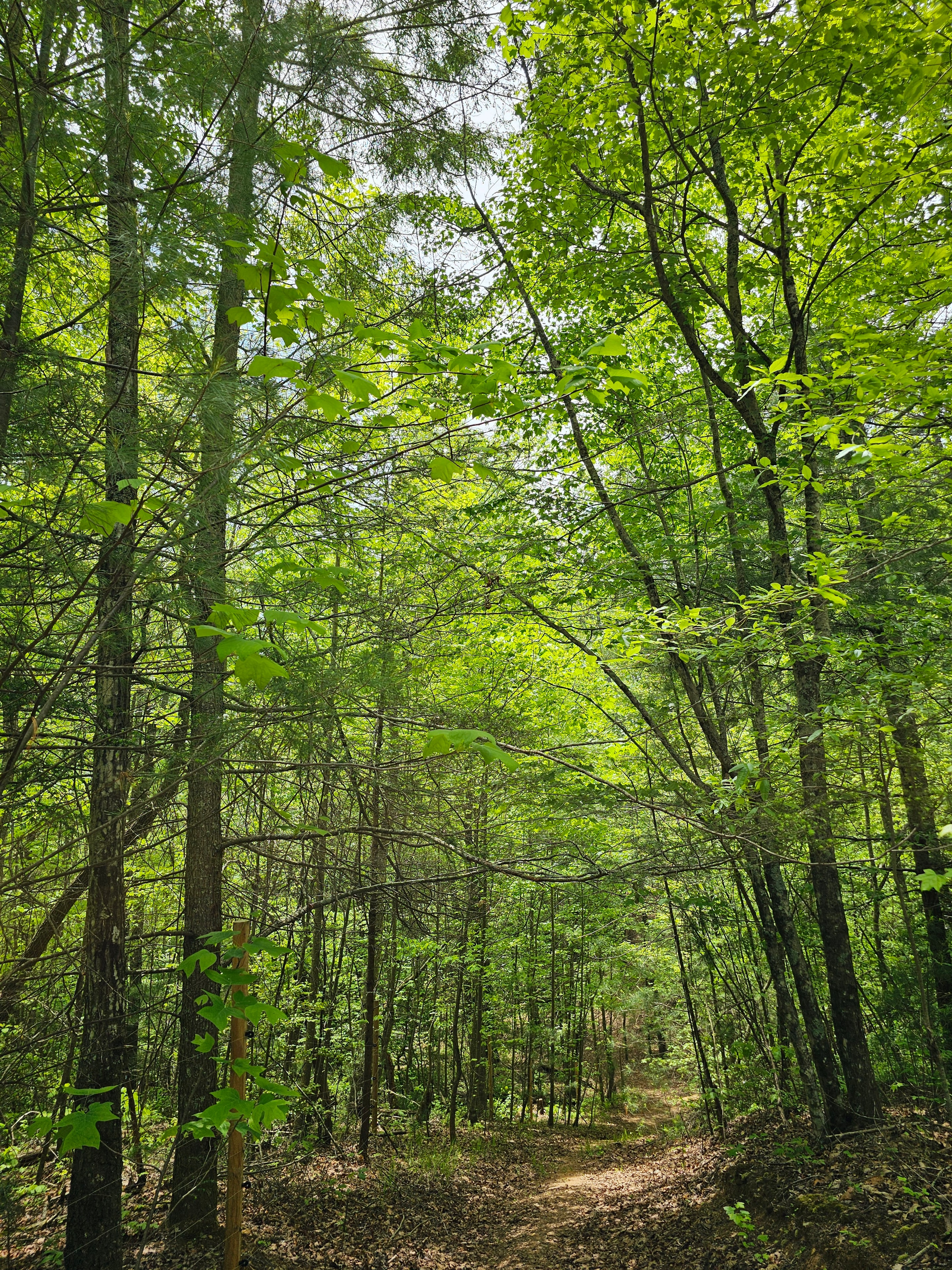 Forest path to Whisper Hollar at BLK147