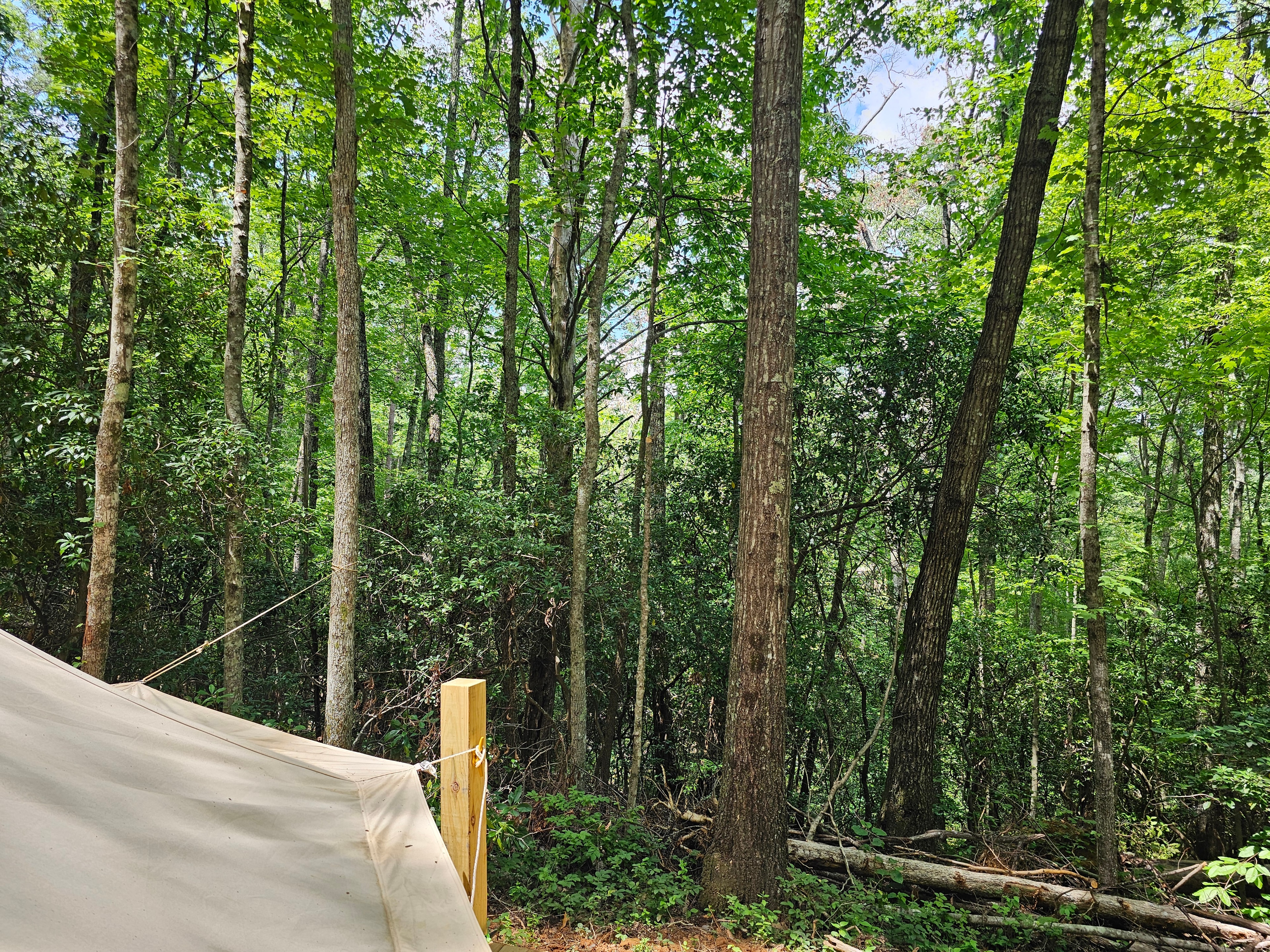 The Prospect nestled in the trees