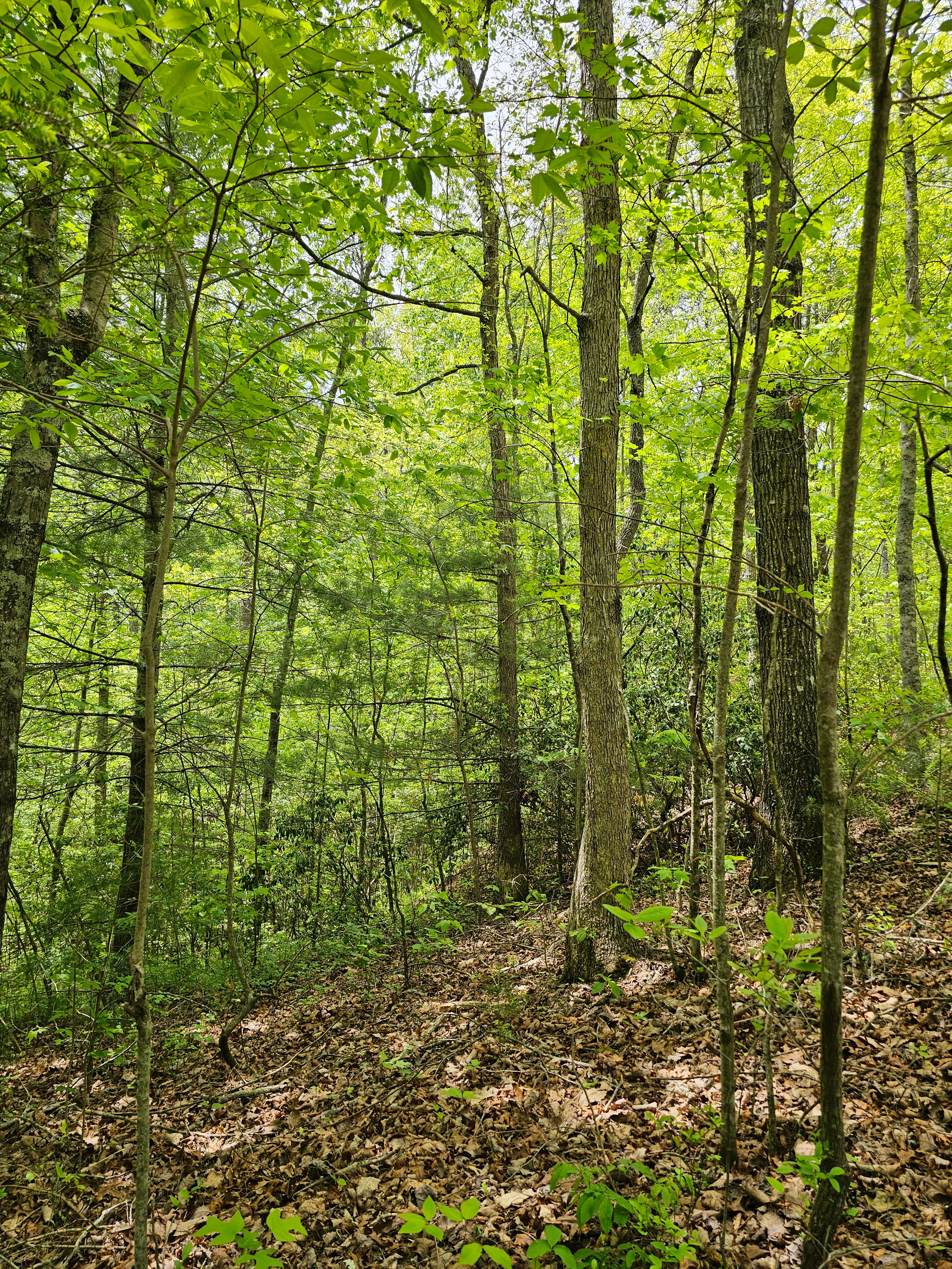 Forest with tall trees and undergrowth