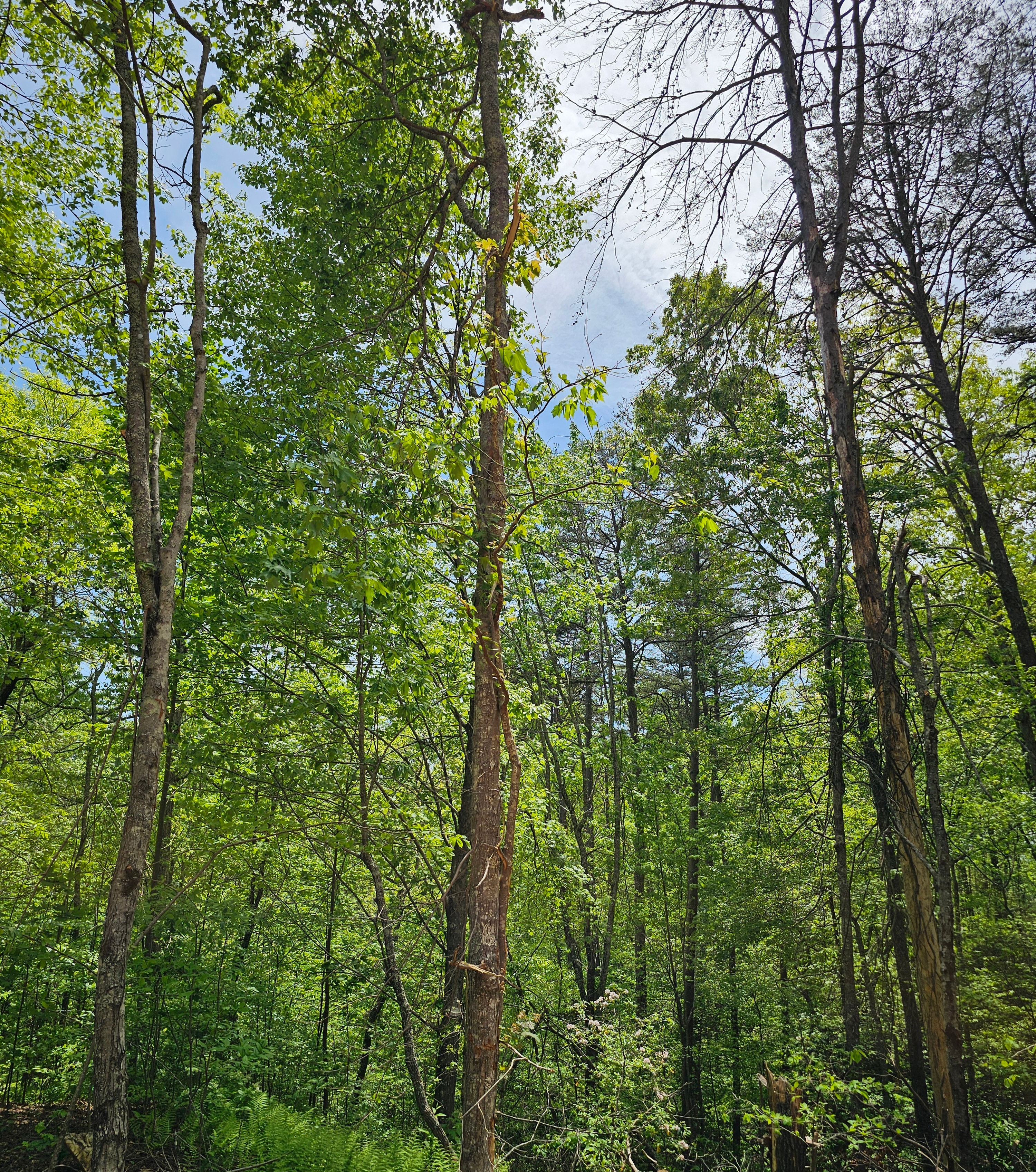 Dense forest canopy with tall trees