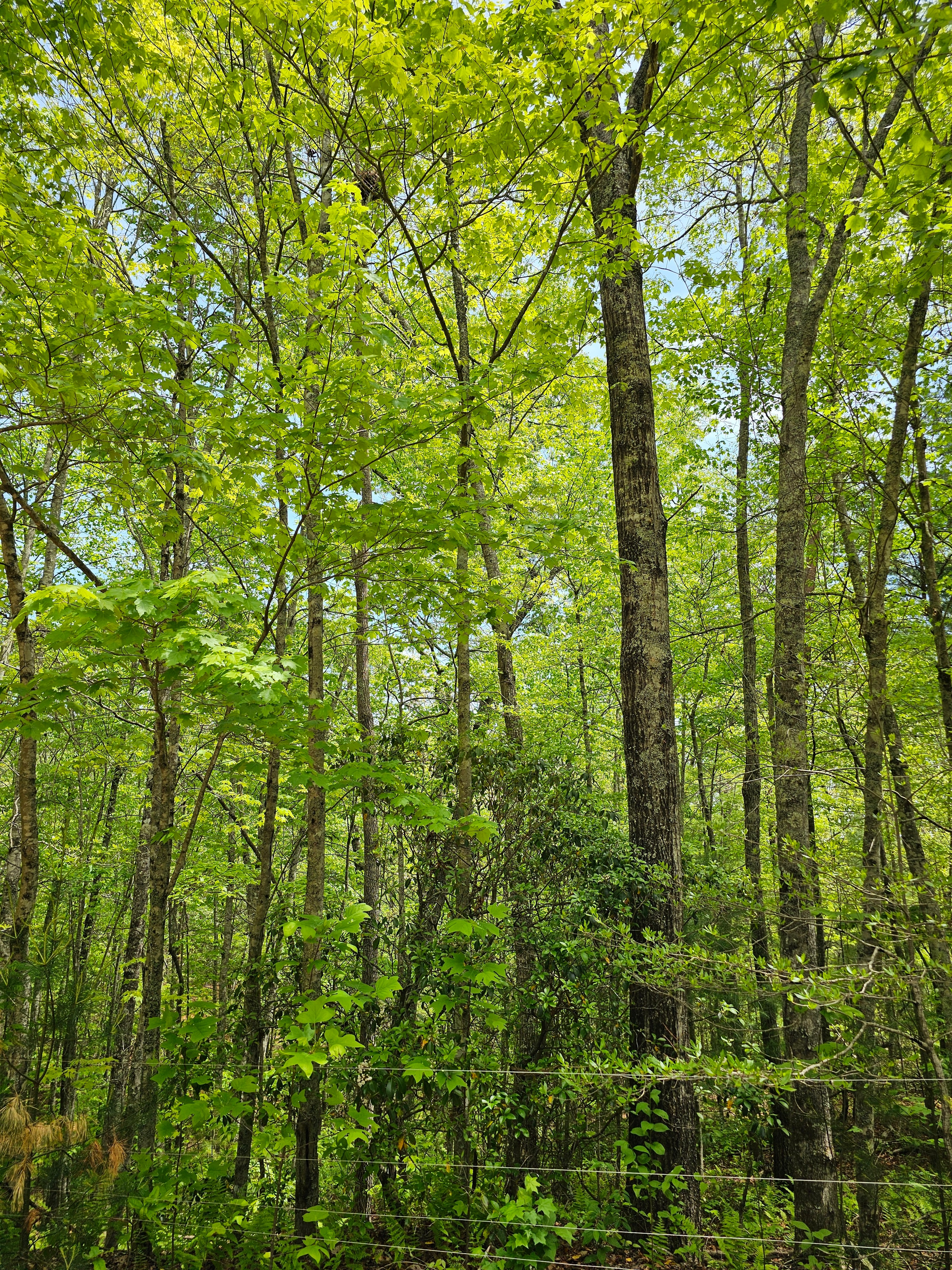 Dense forest canopy at BLK147